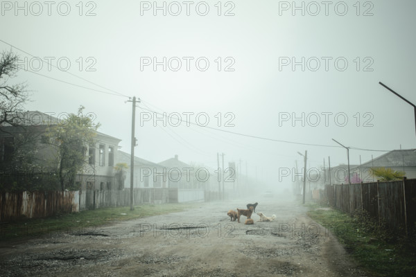 Dogs on the street, Ochamchira, Abkhazia, Georgia