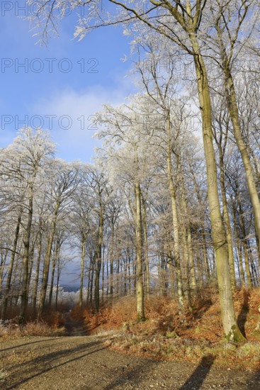 Forest path with blue sky and trees covered with frost, Wilnsdorf, North Rhine-Westphalia, Germany