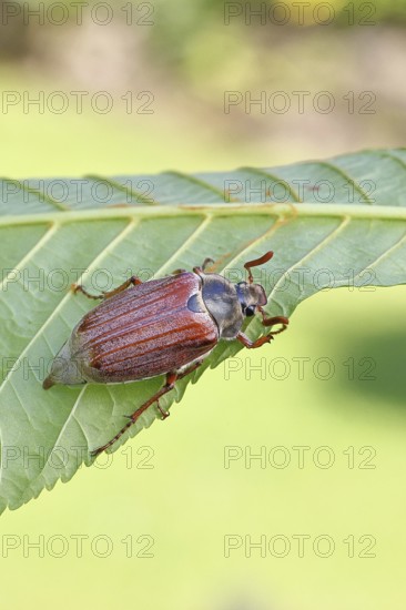 May beetle, wood cockchafer (Melolontha hippocastani), male, on leaf of a horse chestnut (Aesculus hippocastanum), close-up, Wilnsdorf, North Rhine-Westphalia, Germany