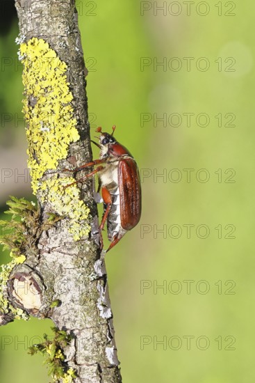 May beetle, wood cockchafer (Melolontha hippocastani), female, on a branch covered with lichen, close-up, Wilnsdorf, North Rhine-Westphalia, Germany