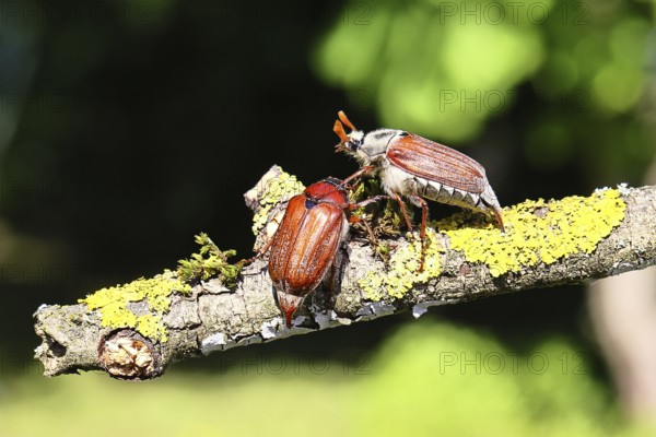 May beetle, wood cockchafer (Melolontha hippocastani), male and female, on a lichen-covered branch, pair of animals, close-up, Wilnsdorf, North Rhine-Westphalia, Germany