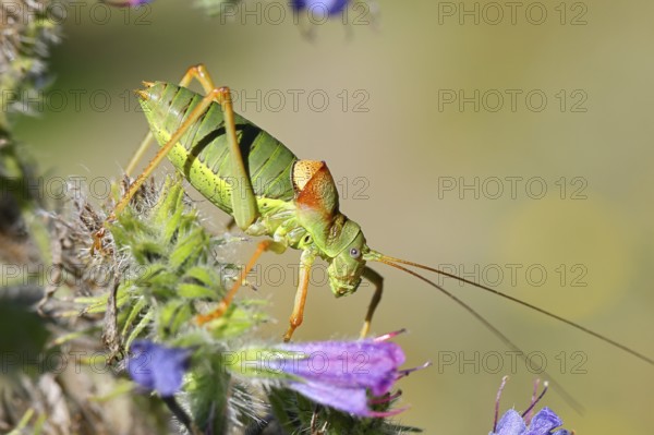Steppe saddle grasshopper, steppe saddle grasshopper (Ephippiger ephippiger), male, on Viper's bugloss (Echium vulgare), with bokeh in the background, leafhoppers, long-fingered grasshoppers, Red List of Germany, specially protected species, critically endangered, Cochem, Moselle, Rhineland-Palatinate, Germany