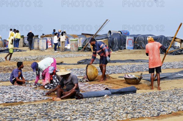 Fishermen spreading fish to dry, Negombo, Sri Lanka