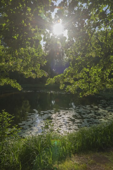 Bürgerpark from 1866, landscape park with rivers and lakes, garden monument, attraction, recreation, groups of trees, water lilies, backlight, sunbeams, city state of Bremen, Germany
