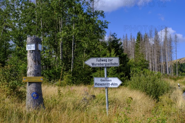 Dead trees, spruces, Hexenritt, near Braunlage, Harz, Lower Saxony, Germany