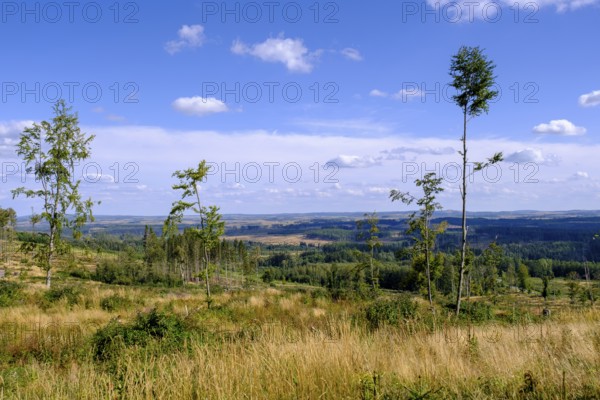 View over the Harz Mountains, dead trees, from Hagenstraße to the south, near Elend, Saxony-Anhalt, Germany