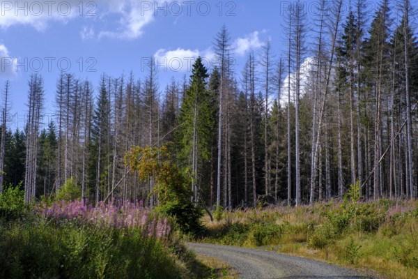 Dead trees, spruces, near Braunlage, Harz, Lower Saxony, Germany