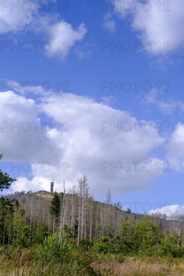 Dead trees, spruces, Wurmbergturm, near Braunlage, Harz, Lower Saxony, Germany