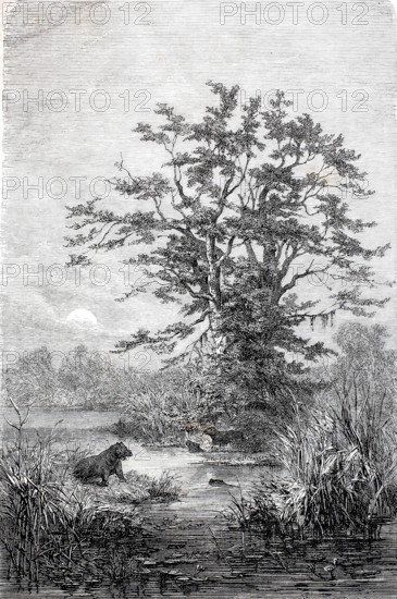 Tamarind trees, group of trees on the Gazelle River, Bahr al-Ghazal, c. 1880, Congo, Africa, Historical, digitally enhanced reproduction of a 19th century original