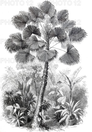 Latan tree is a type of palm tree, West Indian palm tree, digitally enhanced reproduction from a 19th century original, historical, exact date unknown