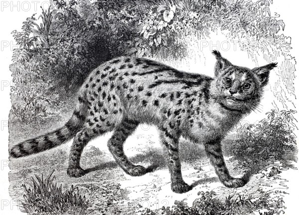 Serval, Leptailurus serval, a medium-sized species of cat, 1875, digitally enhanced reproduction from a 19th century model, historical, exact date unknown