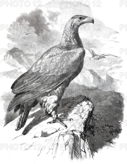Golden eagle, golden eagle, Aquila chrysatos, around 1878, digitally enhanced reproduction from a 19th century model, historical, exact date unknown