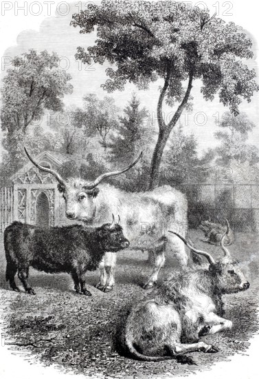Hungarian and Scottish oxen in the Jardin des Plantes, 1888, Paris, France, digitally enhanced reproduction from a 19th century model, historical, exact date unknown