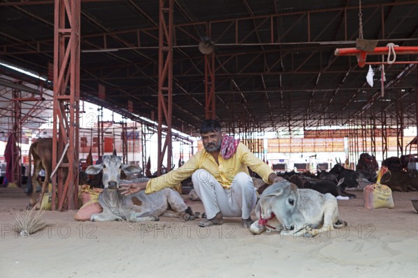 Indian man with injured cows, Gaushala or cattle shelter or shelter for cows, Shree Bagh Wale Balaji Gaushala Samiti, Jaipur, Rajasthan, India