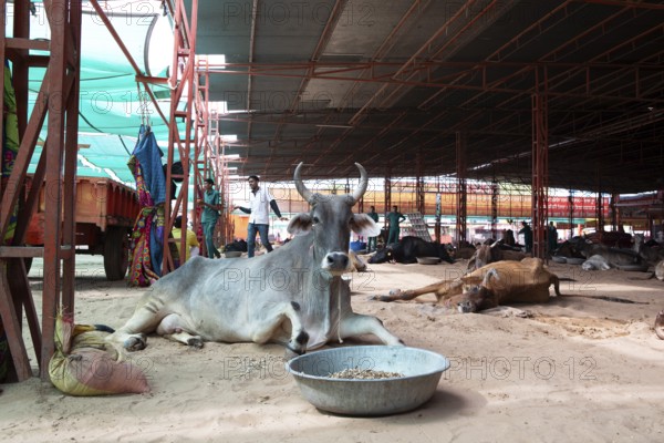 Injured cow, Gaushala or cattle shelter or shelter for cows, Shree Bagh Wale Balaji Gaushala Samiti, Jaipur, Rajasthan, India