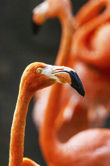 American flamingo, Phoenicopterus ruber, group of birds