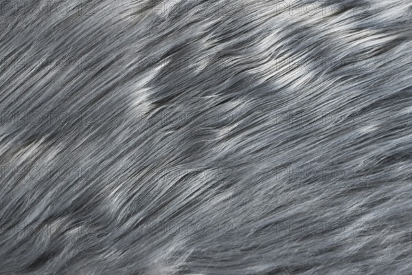 Close up of silky gray synthetic fake fur