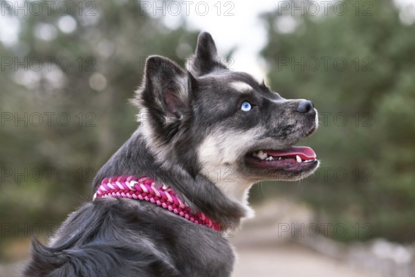 Portrait of cute French Bulldog x Siberian Husky dog mix with pink paracord collar