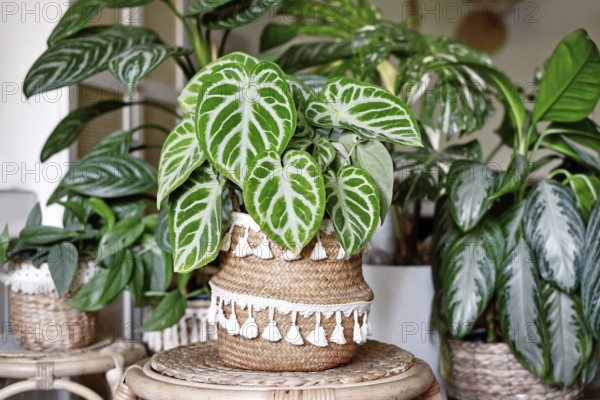 Beautiful lush exotic leaf of 'Silver Blush Anthurium Crystallinum' houseplant in boho flower pot with many other houseplants in background of living room