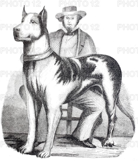 Great American Mastiff, dog with its owner, 1875, digitally enhanced reproduction from a 19th century original, historical, exact date unknown