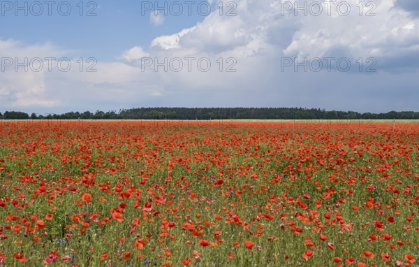 Corn poppy field (Papaver rhoeas), Brandenburg, Germany