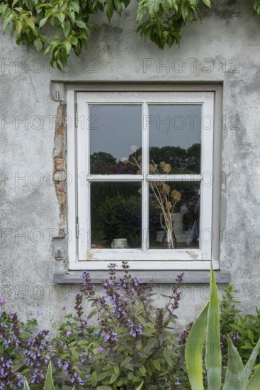 An old window in a weathered wall, surrounded by green and purple plants, Netherlands
