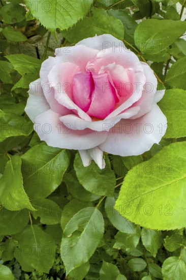 Shrub rose (Rosa) with white pink flowers in the shape of a heart Sign of love, international
