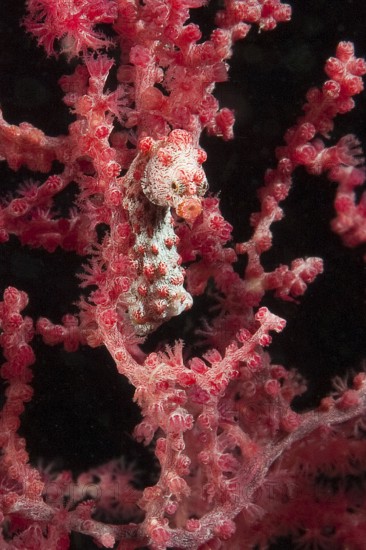 Extreme close-up underwater photo of pygmy seahorse (Hippocampus bargibant) in gorgonian (Muricella plectana), Pacific, Indonesia