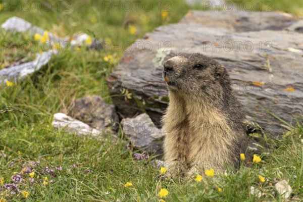 Marmot in front of its burrow in the Cirque d'Estaubé basin in the Pyrenees near Gavarnie-GÃ¨dre, France