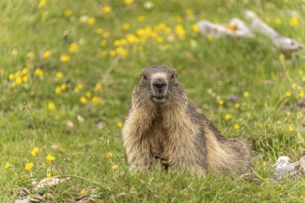 Marmot in the Cirque d'Estaubé basin in the Pyrenees near Gavarnie-GÃ¨dre, France