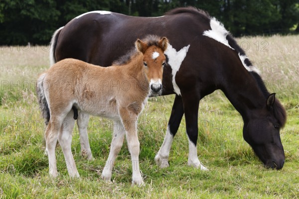 Icelandic horses (Equus islandicus), foal and mare in a meadow, colt, Tierkind, Schleswig-Holstein, Germany
