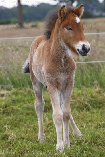 Young Icelandic stallion (Equus islandicus), foal in a meadow, colt, male, animal child, Schleswig-Holstein, Germany