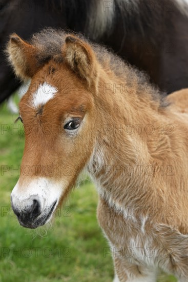 Young Icelandic horse (Equus islandicus), foal in a meadow, animal child, portrait, Schleswig-Holstein, Germany