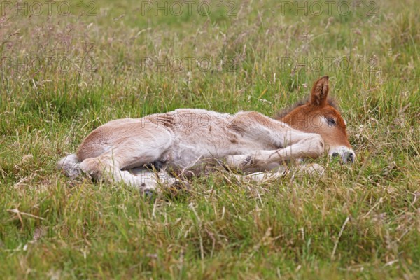Young Icelandic stallion (Equus islandicus), foal resting in a meadow, colt, male, animal child, Schleswig-Holstein, Germany