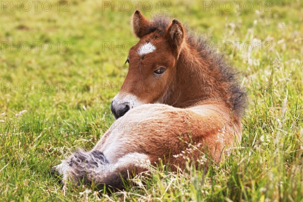Young Icelandic stallion (Equus islandicus), foal resting in a meadow, colt, male, animal child, Schleswig-Holstein, Germany
