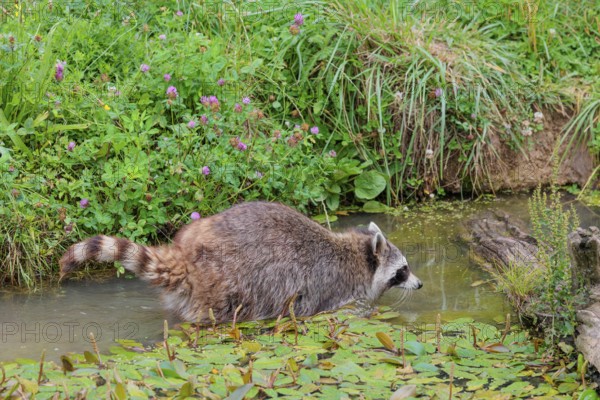 An adult raccoon (Procyon lotor) searches for food in the shallow water of a stream surrounded by dense riparian vegetation