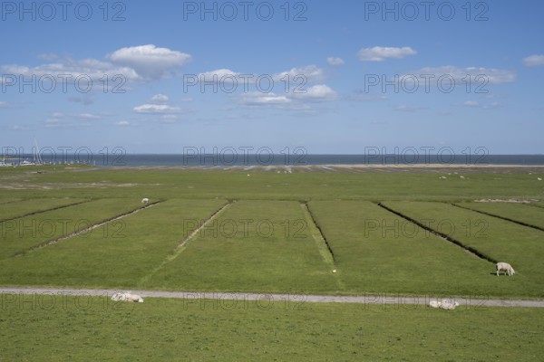 Salt marshes, SÃ¼derkoog, Tammensiel, Pellworm Island, North Frisia, North Sea, Schleswig-Holstein, Germany