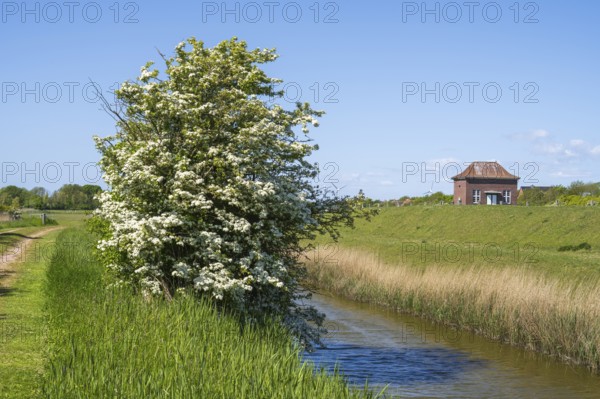 Blooming hawthorn (Crataegus) at the Siel, Tammensiel, Pellworm Island, North Frisia, North Sea, Schleswig-Holstein, Germany