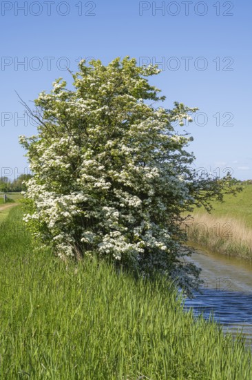 Blooming hawthorn (Crataegus) at the Siel, Pellworm Island, North Frisia, North Sea, Schleswig-Holstein, Germany