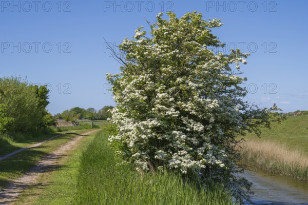 Blooming hawthorn (Crataegus) at the Siel, Pellworm Island, North Frisia, North Sea, Schleswig-Holstein, Germany