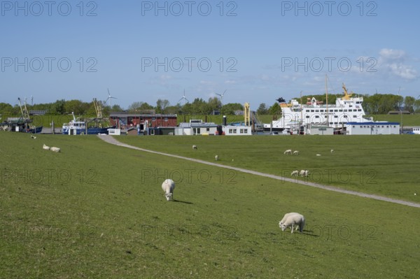 Sheep on the dyke, harbour, Tammensiel, Pellworm island, North Frisia, North Sea, Schleswig-Holstein, Germany