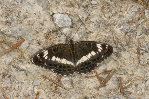 White admiral (Limenitis camilla) sunbathing on gravelled ground on a forest path, Baden-WÃ¼rttemberg, Germany