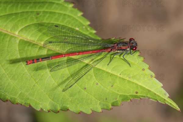 Large red damselfly (P?yrrhosoma nymphula) with transparent wings on a green leaf, Baden-WÃ¼rttemberg, Germany