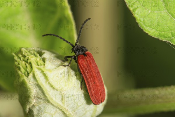Red-winged beetle (Platycis minutus) with black legs on a bud, Baden-WÃ¼rttemberg, Germany