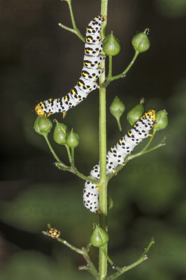 Two spotted caterpillars of the brownroot monk (Cucullia scrophulariae) feeding on seed capsules of knotted brownroot, Baden- WÃ¼rttemberg, Germany