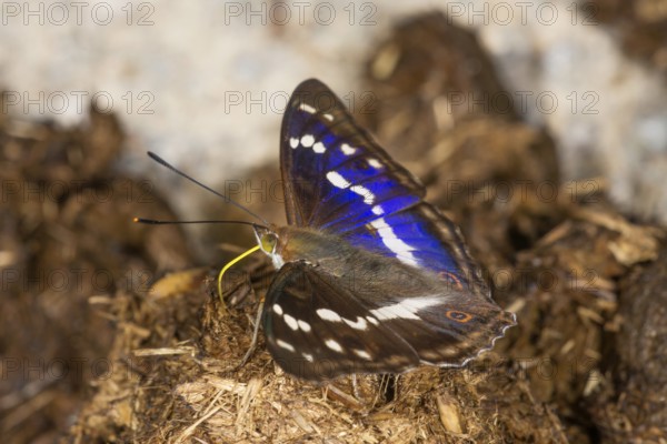 Apatura iris (Apatura iris) male sucking on horse droppings, Baden-WÃ¼rttemberg, Germany