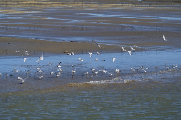 Black-headed gulls (Laridae ridibundus) over the Wadden Sea, low tide, Schleswig-Holstein Wadden Sea National Park, Nordstrand, North Sea, Schleswig-Holstein, Germany