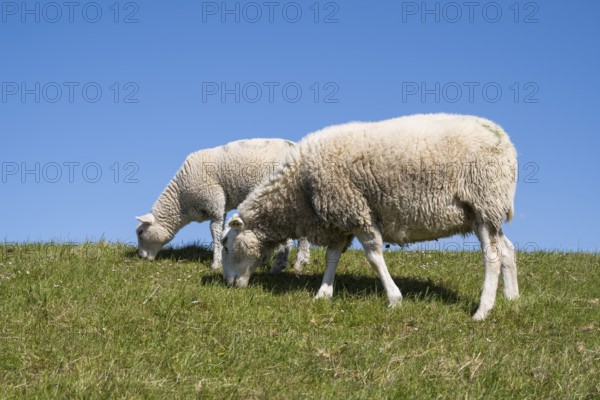 Two sheep feeding on the dyke, Pellworm Island, North Frisia, North Sea, Schleswig-Holstein, Germany