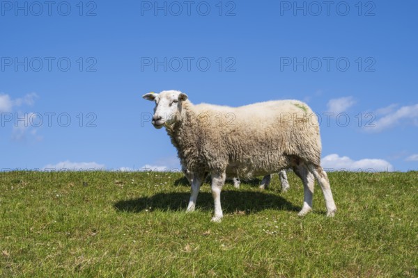 Sheep on the dyke, Pellworm Island, North Frisia, North Sea, Schleswig-Holstein, Germany