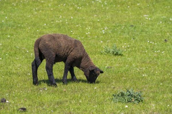 A black sheep on the dyke, Nordstrand, North Frisia, North Sea, Schleswig-Holstein, Germany